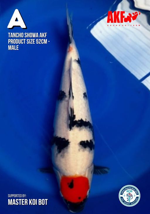 Lelang Koi Online, Jual Beli Ikan Koi, Pusat Jual Beli Koi, Info Lelang Koi Hari Ini, Platform Jual Beli Koi, Jual Beli Ikan Koi Online, Marketplace Ikan Koi, Jual Koi Terbaik, Tempat Beli Koi Berkualitas, Pasar Ikan Koi Online Terpercaya, Penjual Ikan Koi Terpercaya, Beli Koi Hias Online, Ikan Koi untuk Dijual, Koi Kualitas Terbaik, Toko Online Ikan Koi, Koi Hias Untuk Dijual, Jual Beli Ikan Koi Lokal, Koi Indonesia Online, Pusat Jual Beli Koi Terbesar