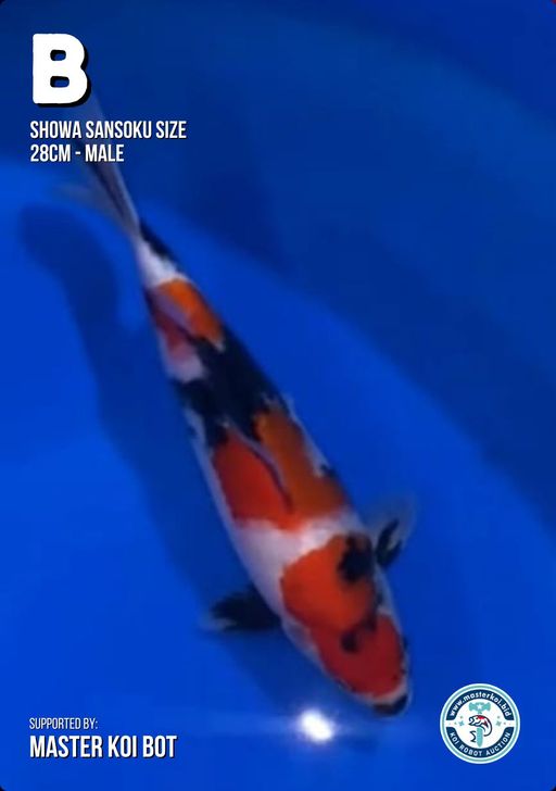 Lelang Koi Online, Jual Beli Ikan Koi, Pusat Jual Beli Koi, Info Lelang Koi Hari Ini, Platform Jual Beli Koi, Jual Beli Ikan Koi Online, Marketplace Ikan Koi, Jual Koi Terbaik, Tempat Beli Koi Berkualitas, Pasar Ikan Koi Online Terpercaya, Penjual Ikan Koi Terpercaya, Beli Koi Hias Online, Ikan Koi untuk Dijual, Koi Kualitas Terbaik, Toko Online Ikan Koi, Koi Hias Untuk Dijual, Jual Beli Ikan Koi Lokal, Koi Indonesia Online, Pusat Jual Beli Koi Terbesar