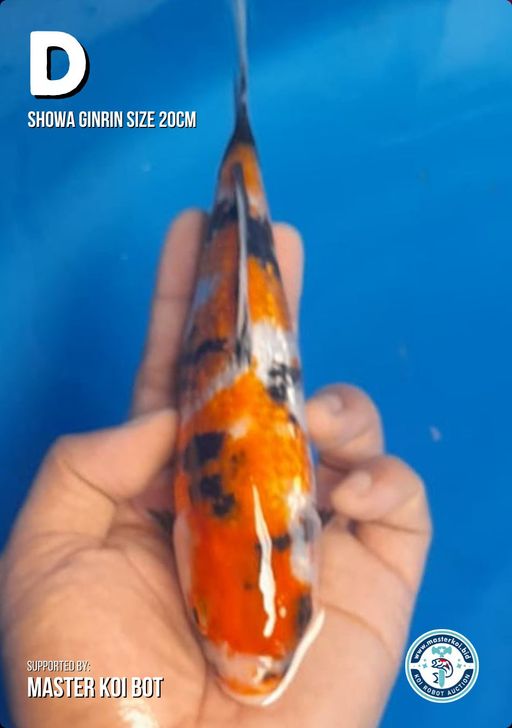 Lelang Koi Online, Jual Beli Ikan Koi, Pusat Jual Beli Koi, Info Lelang Koi Hari Ini, Platform Jual Beli Koi, Jual Beli Ikan Koi Online, Marketplace Ikan Koi, Jual Koi Terbaik, Tempat Beli Koi Berkualitas, Pasar Ikan Koi Online Terpercaya, Penjual Ikan Koi Terpercaya, Beli Koi Hias Online, Ikan Koi untuk Dijual, Koi Kualitas Terbaik, Toko Online Ikan Koi, Koi Hias Untuk Dijual, Jual Beli Ikan Koi Lokal, Koi Indonesia Online, Pusat Jual Beli Koi Terbesar