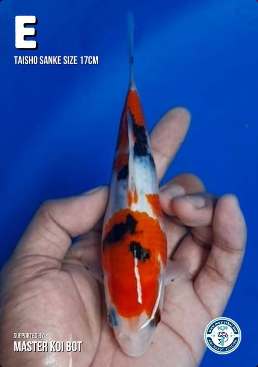 Lelang Koi Online, Jual Beli Ikan Koi, Pusat Jual Beli Koi, Info Lelang Koi Hari Ini, Platform Jual Beli Koi, Jual Beli Ikan Koi Online, Marketplace Ikan Koi, Jual Koi Terbaik, Tempat Beli Koi Berkualitas, Pasar Ikan Koi Online Terpercaya, Penjual Ikan Koi Terpercaya, Beli Koi Hias Online, Ikan Koi untuk Dijual, Koi Kualitas Terbaik, Toko Online Ikan Koi, Koi Hias Untuk Dijual, Jual Beli Ikan Koi Lokal, Koi Indonesia Online, Pusat Jual Beli Koi Terbesar