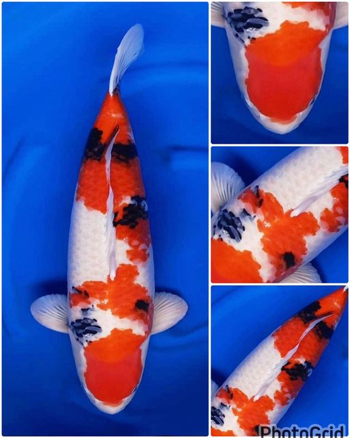 Lelang Koi Online, Jual Beli Ikan Koi, Pusat Jual Beli Koi, Info Lelang Koi Hari Ini, Platform Jual Beli Koi, Jual Beli Ikan Koi Online, Marketplace Ikan Koi, Jual Koi Terbaik, Tempat Beli Koi Berkualitas, Pasar Ikan Koi Online Terpercaya, Penjual Ikan Koi Terpercaya, Beli Koi Hias Online, Ikan Koi untuk Dijual, Koi Kualitas Terbaik, Toko Online Ikan Koi, Koi Hias Untuk Dijual, Jual Beli Ikan Koi Lokal, Koi Indonesia Online, Pusat Jual Beli Koi Terbesar