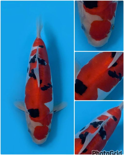 Lelang Koi Online, Jual Beli Ikan Koi, Pusat Jual Beli Koi, Info Lelang Koi Hari Ini, Platform Jual Beli Koi, Jual Beli Ikan Koi Online, Marketplace Ikan Koi, Jual Koi Terbaik, Tempat Beli Koi Berkualitas, Pasar Ikan Koi Online Terpercaya, Penjual Ikan Koi Terpercaya, Beli Koi Hias Online, Ikan Koi untuk Dijual, Koi Kualitas Terbaik, Toko Online Ikan Koi, Koi Hias Untuk Dijual, Jual Beli Ikan Koi Lokal, Koi Indonesia Online, Pusat Jual Beli Koi Terbesar
