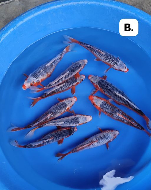 Lelang Koi Online, Jual Beli Ikan Koi, Pusat Jual Beli Koi, Info Lelang Koi Hari Ini, Platform Jual Beli Koi, Jual Beli Ikan Koi Online, Marketplace Ikan Koi, Jual Koi Terbaik, Tempat Beli Koi Berkualitas, Pasar Ikan Koi Online Terpercaya, Penjual Ikan Koi Terpercaya, Beli Koi Hias Online, Ikan Koi untuk Dijual, Koi Kualitas Terbaik, Toko Online Ikan Koi, Koi Hias Untuk Dijual, Jual Beli Ikan Koi Lokal, Koi Indonesia Online, Pusat Jual Beli Koi Terbesar