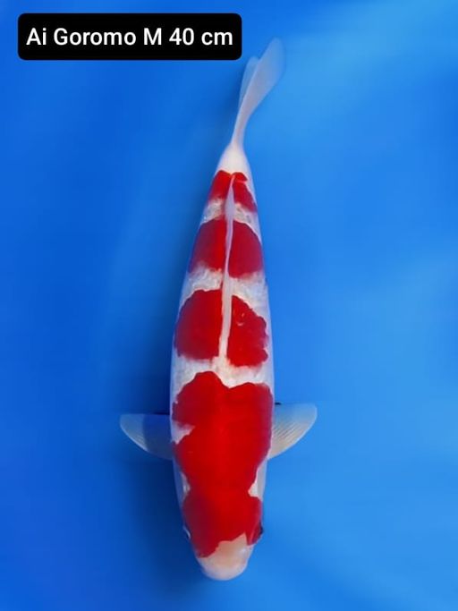 Lelang Koi Online, Jual Beli Ikan Koi, Pusat Jual Beli Koi, Info Lelang Koi Hari Ini, Platform Jual Beli Koi, Jual Beli Ikan Koi Online, Marketplace Ikan Koi, Jual Koi Terbaik, Tempat Beli Koi Berkualitas, Pasar Ikan Koi Online Terpercaya, Penjual Ikan Koi Terpercaya, Beli Koi Hias Online, Ikan Koi untuk Dijual, Koi Kualitas Terbaik, Toko Online Ikan Koi, Koi Hias Untuk Dijual, Jual Beli Ikan Koi Lokal, Koi Indonesia Online, Pusat Jual Beli Koi Terbesar