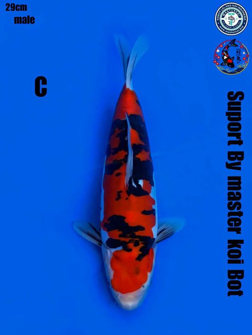 Lelang Koi Online, Jual Beli Ikan Koi, Pusat Jual Beli Koi, Info Lelang Koi Hari Ini, Platform Jual Beli Koi, Jual Beli Ikan Koi Online, Marketplace Ikan Koi, Jual Koi Terbaik, Tempat Beli Koi Berkualitas, Pasar Ikan Koi Online Terpercaya, Penjual Ikan Koi Terpercaya, Beli Koi Hias Online, Ikan Koi untuk Dijual, Koi Kualitas Terbaik, Toko Online Ikan Koi, Koi Hias Untuk Dijual, Jual Beli Ikan Koi Lokal, Koi Indonesia Online, Pusat Jual Beli Koi Terbesar