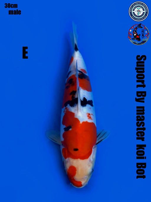 Lelang Koi Online, Jual Beli Ikan Koi, Pusat Jual Beli Koi, Info Lelang Koi Hari Ini, Platform Jual Beli Koi, Jual Beli Ikan Koi Online, Marketplace Ikan Koi, Jual Koi Terbaik, Tempat Beli Koi Berkualitas, Pasar Ikan Koi Online Terpercaya, Penjual Ikan Koi Terpercaya, Beli Koi Hias Online, Ikan Koi untuk Dijual, Koi Kualitas Terbaik, Toko Online Ikan Koi, Koi Hias Untuk Dijual, Jual Beli Ikan Koi Lokal, Koi Indonesia Online, Pusat Jual Beli Koi Terbesar