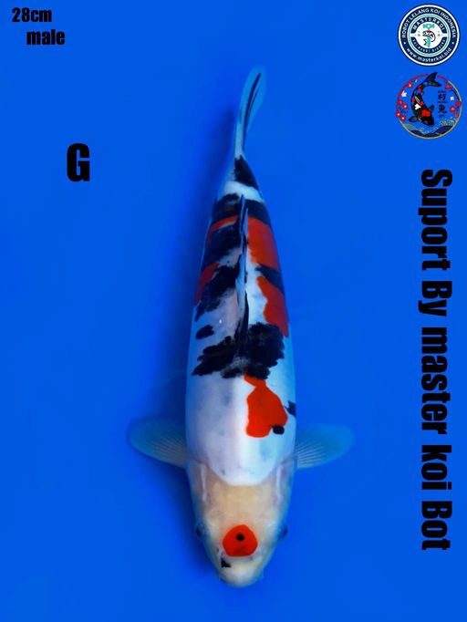 Lelang Koi Online, Jual Beli Ikan Koi, Pusat Jual Beli Koi, Info Lelang Koi Hari Ini, Platform Jual Beli Koi, Jual Beli Ikan Koi Online, Marketplace Ikan Koi, Jual Koi Terbaik, Tempat Beli Koi Berkualitas, Pasar Ikan Koi Online Terpercaya, Penjual Ikan Koi Terpercaya, Beli Koi Hias Online, Ikan Koi untuk Dijual, Koi Kualitas Terbaik, Toko Online Ikan Koi, Koi Hias Untuk Dijual, Jual Beli Ikan Koi Lokal, Koi Indonesia Online, Pusat Jual Beli Koi Terbesar