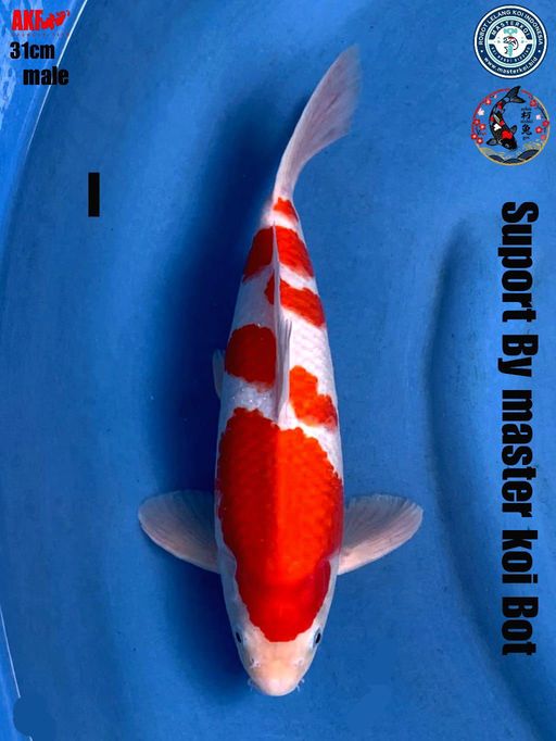 Lelang Koi Online, Jual Beli Ikan Koi, Pusat Jual Beli Koi, Info Lelang Koi Hari Ini, Platform Jual Beli Koi, Jual Beli Ikan Koi Online, Marketplace Ikan Koi, Jual Koi Terbaik, Tempat Beli Koi Berkualitas, Pasar Ikan Koi Online Terpercaya, Penjual Ikan Koi Terpercaya, Beli Koi Hias Online, Ikan Koi untuk Dijual, Koi Kualitas Terbaik, Toko Online Ikan Koi, Koi Hias Untuk Dijual, Jual Beli Ikan Koi Lokal, Koi Indonesia Online, Pusat Jual Beli Koi Terbesar