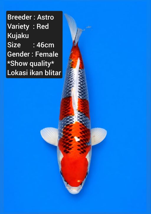 Lelang Koi Online, Jual Beli Ikan Koi, Pusat Jual Beli Koi, Info Lelang Koi Hari Ini, Platform Jual Beli Koi, Jual Beli Ikan Koi Online, Marketplace Ikan Koi, Jual Koi Terbaik, Tempat Beli Koi Berkualitas, Pasar Ikan Koi Online Terpercaya, Penjual Ikan Koi Terpercaya, Beli Koi Hias Online, Ikan Koi untuk Dijual, Koi Kualitas Terbaik, Toko Online Ikan Koi, Koi Hias Untuk Dijual, Jual Beli Ikan Koi Lokal, Koi Indonesia Online, Pusat Jual Beli Koi Terbesar