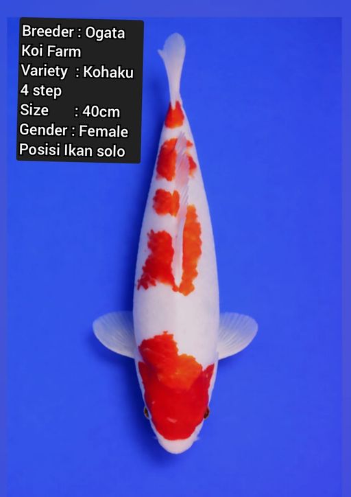 Lelang Koi Online, Jual Beli Ikan Koi, Pusat Jual Beli Koi, Info Lelang Koi Hari Ini, Platform Jual Beli Koi, Jual Beli Ikan Koi Online, Marketplace Ikan Koi, Jual Koi Terbaik, Tempat Beli Koi Berkualitas, Pasar Ikan Koi Online Terpercaya, Penjual Ikan Koi Terpercaya, Beli Koi Hias Online, Ikan Koi untuk Dijual, Koi Kualitas Terbaik, Toko Online Ikan Koi, Koi Hias Untuk Dijual, Jual Beli Ikan Koi Lokal, Koi Indonesia Online, Pusat Jual Beli Koi Terbesar