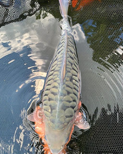 Lelang Koi Online, Jual Beli Ikan Koi, Pusat Jual Beli Koi, Info Lelang Koi Hari Ini, Platform Jual Beli Koi, Jual Beli Ikan Koi Online, Marketplace Ikan Koi, Jual Koi Terbaik, Tempat Beli Koi Berkualitas, Pasar Ikan Koi Online Terpercaya, Penjual Ikan Koi Terpercaya, Beli Koi Hias Online, Ikan Koi untuk Dijual, Koi Kualitas Terbaik, Toko Online Ikan Koi, Koi Hias Untuk Dijual, Jual Beli Ikan Koi Lokal, Koi Indonesia Online, Pusat Jual Beli Koi Terbesar