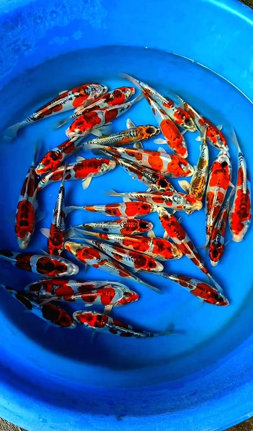 Lelang Koi Online, Jual Beli Ikan Koi, Pusat Jual Beli Koi, Info Lelang Koi Hari Ini, Platform Jual Beli Koi, Jual Beli Ikan Koi Online, Marketplace Ikan Koi, Jual Koi Terbaik, Tempat Beli Koi Berkualitas, Pasar Ikan Koi Online Terpercaya, Penjual Ikan Koi Terpercaya, Beli Koi Hias Online, Ikan Koi untuk Dijual, Koi Kualitas Terbaik, Toko Online Ikan Koi, Koi Hias Untuk Dijual, Jual Beli Ikan Koi Lokal, Koi Indonesia Online, Pusat Jual Beli Koi Terbesar