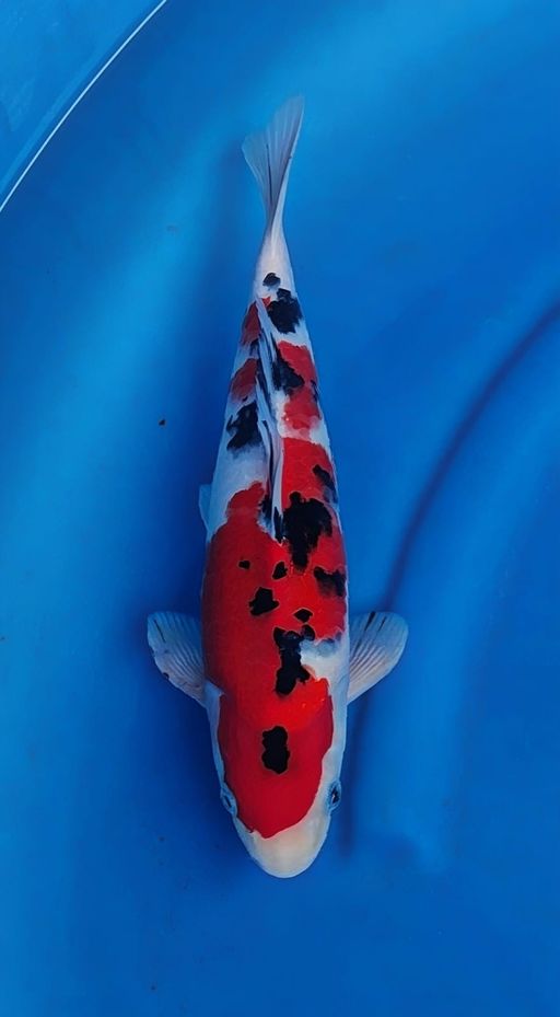 Lelang Koi Online, Jual Beli Ikan Koi, Pusat Jual Beli Koi, Info Lelang Koi Hari Ini, Platform Jual Beli Koi, Jual Beli Ikan Koi Online, Marketplace Ikan Koi, Jual Koi Terbaik, Tempat Beli Koi Berkualitas, Pasar Ikan Koi Online Terpercaya, Penjual Ikan Koi Terpercaya, Beli Koi Hias Online, Ikan Koi untuk Dijual, Koi Kualitas Terbaik, Toko Online Ikan Koi, Koi Hias Untuk Dijual, Jual Beli Ikan Koi Lokal, Koi Indonesia Online, Pusat Jual Beli Koi Terbesar