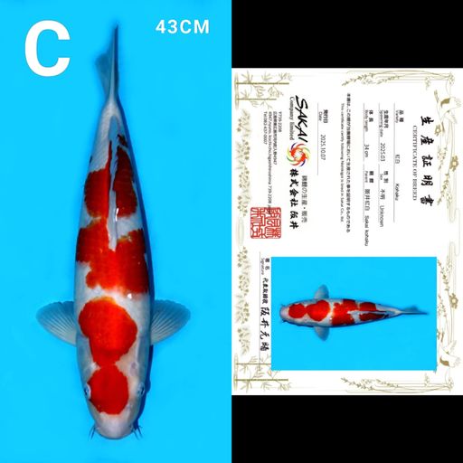 Lelang Koi Online, Jual Beli Ikan Koi, Pusat Jual Beli Koi, Info Lelang Koi Hari Ini, Platform Jual Beli Koi, Jual Beli Ikan Koi Online, Marketplace Ikan Koi, Jual Koi Terbaik, Tempat Beli Koi Berkualitas, Pasar Ikan Koi Online Terpercaya, Penjual Ikan Koi Terpercaya, Beli Koi Hias Online, Ikan Koi untuk Dijual, Koi Kualitas Terbaik, Toko Online Ikan Koi, Koi Hias Untuk Dijual, Jual Beli Ikan Koi Lokal, Koi Indonesia Online, Pusat Jual Beli Koi Terbesar