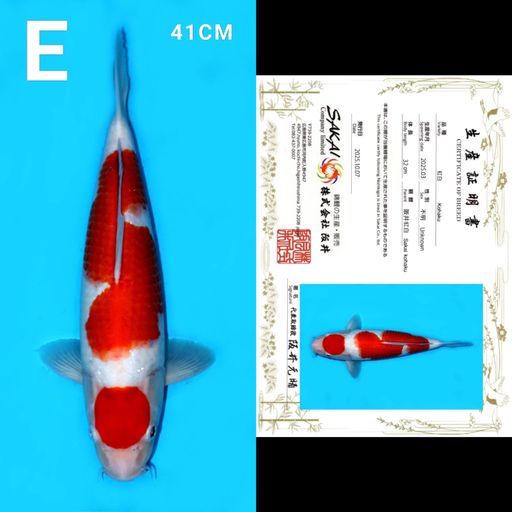 Lelang Koi Online, Jual Beli Ikan Koi, Pusat Jual Beli Koi, Info Lelang Koi Hari Ini, Platform Jual Beli Koi, Jual Beli Ikan Koi Online, Marketplace Ikan Koi, Jual Koi Terbaik, Tempat Beli Koi Berkualitas, Pasar Ikan Koi Online Terpercaya, Penjual Ikan Koi Terpercaya, Beli Koi Hias Online, Ikan Koi untuk Dijual, Koi Kualitas Terbaik, Toko Online Ikan Koi, Koi Hias Untuk Dijual, Jual Beli Ikan Koi Lokal, Koi Indonesia Online, Pusat Jual Beli Koi Terbesar