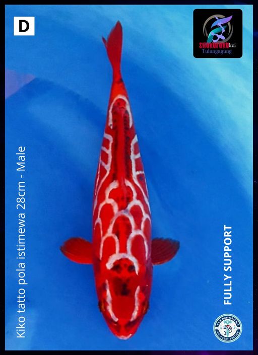 Lelang Koi Online, Jual Beli Ikan Koi, Pusat Jual Beli Koi, Info Lelang Koi Hari Ini, Platform Jual Beli Koi, Jual Beli Ikan Koi Online, Marketplace Ikan Koi, Jual Koi Terbaik, Tempat Beli Koi Berkualitas, Pasar Ikan Koi Online Terpercaya, Penjual Ikan Koi Terpercaya, Beli Koi Hias Online, Ikan Koi untuk Dijual, Koi Kualitas Terbaik, Toko Online Ikan Koi, Koi Hias Untuk Dijual, Jual Beli Ikan Koi Lokal, Koi Indonesia Online, Pusat Jual Beli Koi Terbesar