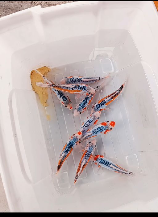 Lelang Koi Online, Jual Beli Ikan Koi, Pusat Jual Beli Koi, Info Lelang Koi Hari Ini, Platform Jual Beli Koi, Jual Beli Ikan Koi Online, Marketplace Ikan Koi, Jual Koi Terbaik, Tempat Beli Koi Berkualitas, Pasar Ikan Koi Online Terpercaya, Penjual Ikan Koi Terpercaya, Beli Koi Hias Online, Ikan Koi untuk Dijual, Koi Kualitas Terbaik, Toko Online Ikan Koi, Koi Hias Untuk Dijual, Jual Beli Ikan Koi Lokal, Koi Indonesia Online, Pusat Jual Beli Koi Terbesar