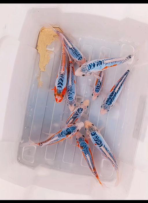 Lelang Koi Online, Jual Beli Ikan Koi, Pusat Jual Beli Koi, Info Lelang Koi Hari Ini, Platform Jual Beli Koi, Jual Beli Ikan Koi Online, Marketplace Ikan Koi, Jual Koi Terbaik, Tempat Beli Koi Berkualitas, Pasar Ikan Koi Online Terpercaya, Penjual Ikan Koi Terpercaya, Beli Koi Hias Online, Ikan Koi untuk Dijual, Koi Kualitas Terbaik, Toko Online Ikan Koi, Koi Hias Untuk Dijual, Jual Beli Ikan Koi Lokal, Koi Indonesia Online, Pusat Jual Beli Koi Terbesar