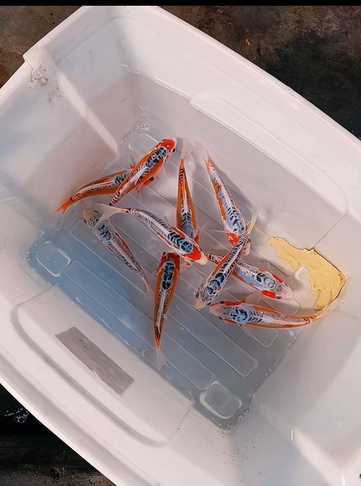 Lelang Koi Online, Jual Beli Ikan Koi, Pusat Jual Beli Koi, Info Lelang Koi Hari Ini, Platform Jual Beli Koi, Jual Beli Ikan Koi Online, Marketplace Ikan Koi, Jual Koi Terbaik, Tempat Beli Koi Berkualitas, Pasar Ikan Koi Online Terpercaya, Penjual Ikan Koi Terpercaya, Beli Koi Hias Online, Ikan Koi untuk Dijual, Koi Kualitas Terbaik, Toko Online Ikan Koi, Koi Hias Untuk Dijual, Jual Beli Ikan Koi Lokal, Koi Indonesia Online, Pusat Jual Beli Koi Terbesar