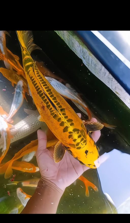 Lelang Koi Online, Jual Beli Ikan Koi, Pusat Jual Beli Koi, Info Lelang Koi Hari Ini, Platform Jual Beli Koi, Jual Beli Ikan Koi Online, Marketplace Ikan Koi, Jual Koi Terbaik, Tempat Beli Koi Berkualitas, Pasar Ikan Koi Online Terpercaya, Penjual Ikan Koi Terpercaya, Beli Koi Hias Online, Ikan Koi untuk Dijual, Koi Kualitas Terbaik, Toko Online Ikan Koi, Koi Hias Untuk Dijual, Jual Beli Ikan Koi Lokal, Koi Indonesia Online, Pusat Jual Beli Koi Terbesar