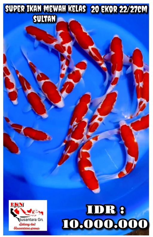 Lelang Koi Online, Jual Beli Ikan Koi, Pusat Jual Beli Koi, Info Lelang Koi Hari Ini, Platform Jual Beli Koi, Jual Beli Ikan Koi Online, Marketplace Ikan Koi, Jual Koi Terbaik, Tempat Beli Koi Berkualitas, Pasar Ikan Koi Online Terpercaya, Penjual Ikan Koi Terpercaya, Beli Koi Hias Online, Ikan Koi untuk Dijual, Koi Kualitas Terbaik, Toko Online Ikan Koi, Koi Hias Untuk Dijual, Jual Beli Ikan Koi Lokal, Koi Indonesia Online, Pusat Jual Beli Koi Terbesar