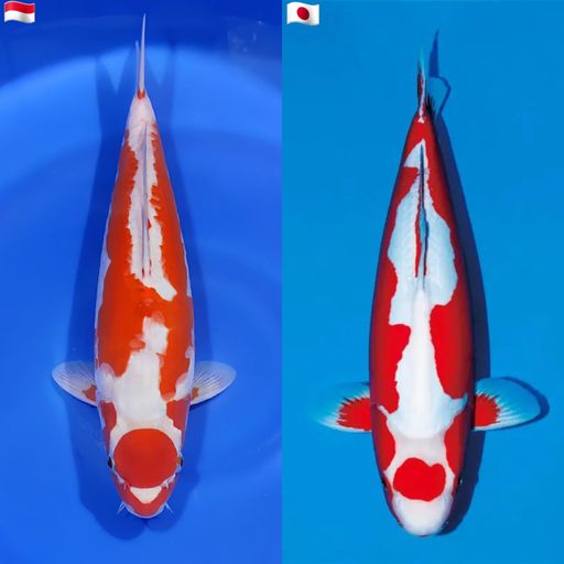 Lelang Koi Online, Jual Beli Ikan Koi, Pusat Jual Beli Koi, Info Lelang Koi Hari Ini, Platform Jual Beli Koi, Jual Beli Ikan Koi Online, Marketplace Ikan Koi, Jual Koi Terbaik, Tempat Beli Koi Berkualitas, Pasar Ikan Koi Online Terpercaya, Penjual Ikan Koi Terpercaya, Beli Koi Hias Online, Ikan Koi untuk Dijual, Koi Kualitas Terbaik, Toko Online Ikan Koi, Koi Hias Untuk Dijual, Jual Beli Ikan Koi Lokal, Koi Indonesia Online, Pusat Jual Beli Koi Terbesar