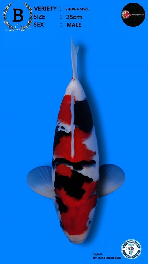 Lelang Koi Online, Jual Beli Ikan Koi, Pusat Jual Beli Koi, Info Lelang Koi Hari Ini, Platform Jual Beli Koi, Jual Beli Ikan Koi Online, Marketplace Ikan Koi, Jual Koi Terbaik, Tempat Beli Koi Berkualitas, Pasar Ikan Koi Online Terpercaya, Penjual Ikan Koi Terpercaya, Beli Koi Hias Online, Ikan Koi untuk Dijual, Koi Kualitas Terbaik, Toko Online Ikan Koi, Koi Hias Untuk Dijual, Jual Beli Ikan Koi Lokal, Koi Indonesia Online, Pusat Jual Beli Koi Terbesar