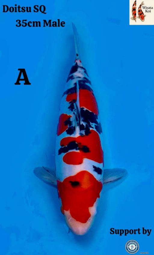 Lelang Koi Online, Jual Beli Ikan Koi, Pusat Jual Beli Koi, Info Lelang Koi Hari Ini, Platform Jual Beli Koi, Jual Beli Ikan Koi Online, Marketplace Ikan Koi, Jual Koi Terbaik, Tempat Beli Koi Berkualitas, Pasar Ikan Koi Online Terpercaya, Penjual Ikan Koi Terpercaya, Beli Koi Hias Online, Ikan Koi untuk Dijual, Koi Kualitas Terbaik, Toko Online Ikan Koi, Koi Hias Untuk Dijual, Jual Beli Ikan Koi Lokal, Koi Indonesia Online, Pusat Jual Beli Koi Terbesar