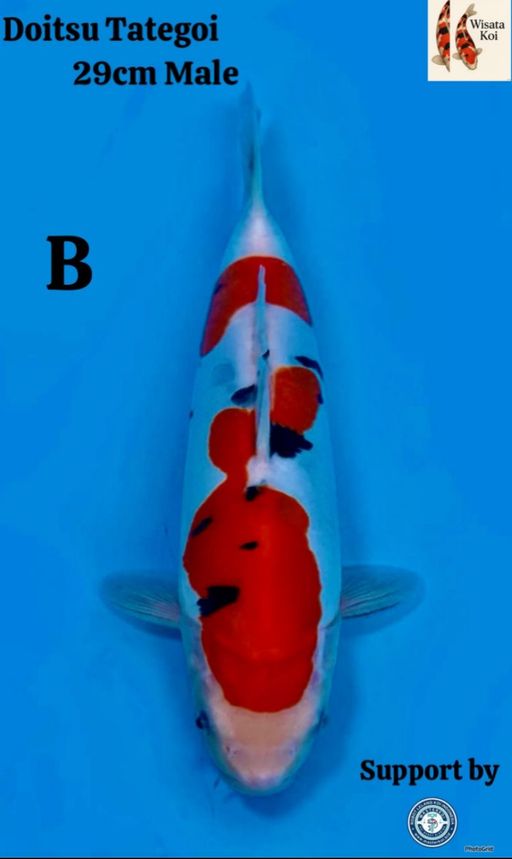 Lelang Koi Online, Jual Beli Ikan Koi, Pusat Jual Beli Koi, Info Lelang Koi Hari Ini, Platform Jual Beli Koi, Jual Beli Ikan Koi Online, Marketplace Ikan Koi, Jual Koi Terbaik, Tempat Beli Koi Berkualitas, Pasar Ikan Koi Online Terpercaya, Penjual Ikan Koi Terpercaya, Beli Koi Hias Online, Ikan Koi untuk Dijual, Koi Kualitas Terbaik, Toko Online Ikan Koi, Koi Hias Untuk Dijual, Jual Beli Ikan Koi Lokal, Koi Indonesia Online, Pusat Jual Beli Koi Terbesar