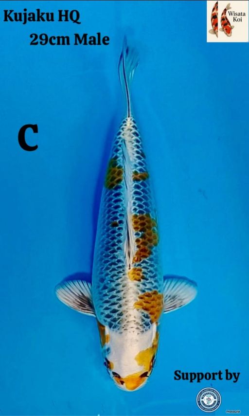 Lelang Koi Online, Jual Beli Ikan Koi, Pusat Jual Beli Koi, Info Lelang Koi Hari Ini, Platform Jual Beli Koi, Jual Beli Ikan Koi Online, Marketplace Ikan Koi, Jual Koi Terbaik, Tempat Beli Koi Berkualitas, Pasar Ikan Koi Online Terpercaya, Penjual Ikan Koi Terpercaya, Beli Koi Hias Online, Ikan Koi untuk Dijual, Koi Kualitas Terbaik, Toko Online Ikan Koi, Koi Hias Untuk Dijual, Jual Beli Ikan Koi Lokal, Koi Indonesia Online, Pusat Jual Beli Koi Terbesar