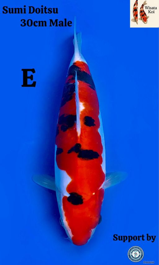 Lelang Koi Online, Jual Beli Ikan Koi, Pusat Jual Beli Koi, Info Lelang Koi Hari Ini, Platform Jual Beli Koi, Jual Beli Ikan Koi Online, Marketplace Ikan Koi, Jual Koi Terbaik, Tempat Beli Koi Berkualitas, Pasar Ikan Koi Online Terpercaya, Penjual Ikan Koi Terpercaya, Beli Koi Hias Online, Ikan Koi untuk Dijual, Koi Kualitas Terbaik, Toko Online Ikan Koi, Koi Hias Untuk Dijual, Jual Beli Ikan Koi Lokal, Koi Indonesia Online, Pusat Jual Beli Koi Terbesar