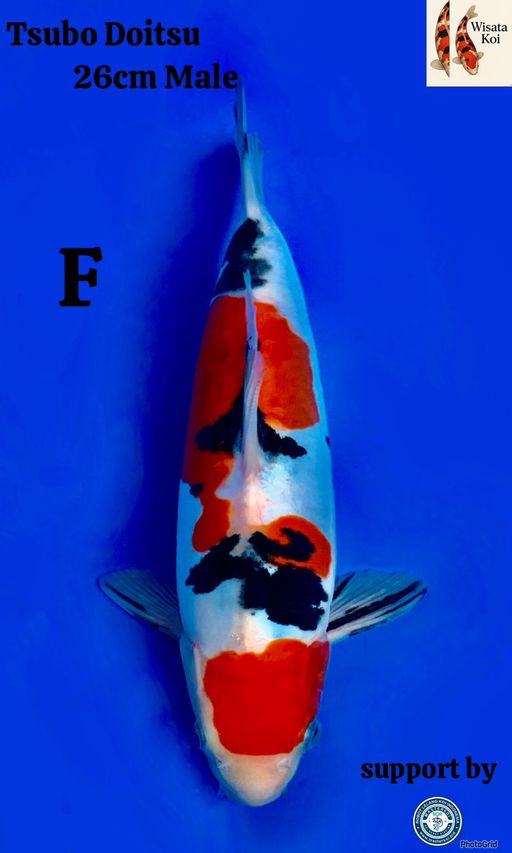 Lelang Koi Online, Jual Beli Ikan Koi, Pusat Jual Beli Koi, Info Lelang Koi Hari Ini, Platform Jual Beli Koi, Jual Beli Ikan Koi Online, Marketplace Ikan Koi, Jual Koi Terbaik, Tempat Beli Koi Berkualitas, Pasar Ikan Koi Online Terpercaya, Penjual Ikan Koi Terpercaya, Beli Koi Hias Online, Ikan Koi untuk Dijual, Koi Kualitas Terbaik, Toko Online Ikan Koi, Koi Hias Untuk Dijual, Jual Beli Ikan Koi Lokal, Koi Indonesia Online, Pusat Jual Beli Koi Terbesar