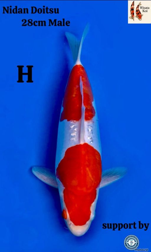 Lelang Koi Online, Jual Beli Ikan Koi, Pusat Jual Beli Koi, Info Lelang Koi Hari Ini, Platform Jual Beli Koi, Jual Beli Ikan Koi Online, Marketplace Ikan Koi, Jual Koi Terbaik, Tempat Beli Koi Berkualitas, Pasar Ikan Koi Online Terpercaya, Penjual Ikan Koi Terpercaya, Beli Koi Hias Online, Ikan Koi untuk Dijual, Koi Kualitas Terbaik, Toko Online Ikan Koi, Koi Hias Untuk Dijual, Jual Beli Ikan Koi Lokal, Koi Indonesia Online, Pusat Jual Beli Koi Terbesar