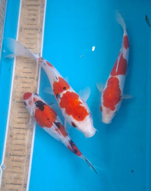 Lelang Koi Online, Jual Beli Ikan Koi, Pusat Jual Beli Koi, Info Lelang Koi Hari Ini, Platform Jual Beli Koi, Jual Beli Ikan Koi Online, Marketplace Ikan Koi, Jual Koi Terbaik, Tempat Beli Koi Berkualitas, Pasar Ikan Koi Online Terpercaya, Penjual Ikan Koi Terpercaya, Beli Koi Hias Online, Ikan Koi untuk Dijual, Koi Kualitas Terbaik, Toko Online Ikan Koi, Koi Hias Untuk Dijual, Jual Beli Ikan Koi Lokal, Koi Indonesia Online, Pusat Jual Beli Koi Terbesar