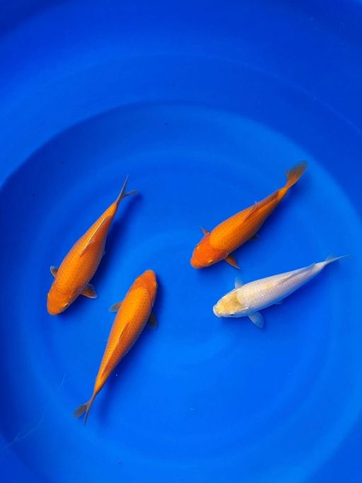 Lelang Koi Online, Jual Beli Ikan Koi, Pusat Jual Beli Koi, Info Lelang Koi Hari Ini, Platform Jual Beli Koi, Jual Beli Ikan Koi Online, Marketplace Ikan Koi, Jual Koi Terbaik, Tempat Beli Koi Berkualitas, Pasar Ikan Koi Online Terpercaya, Penjual Ikan Koi Terpercaya, Beli Koi Hias Online, Ikan Koi untuk Dijual, Koi Kualitas Terbaik, Toko Online Ikan Koi, Koi Hias Untuk Dijual, Jual Beli Ikan Koi Lokal, Koi Indonesia Online, Pusat Jual Beli Koi Terbesar