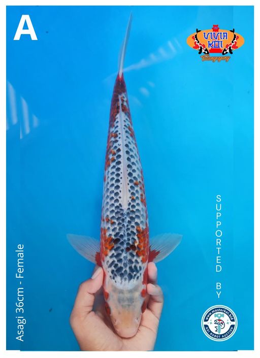 Lelang Koi Online, Jual Beli Ikan Koi, Pusat Jual Beli Koi, Info Lelang Koi Hari Ini, Platform Jual Beli Koi, Jual Beli Ikan Koi Online, Marketplace Ikan Koi, Jual Koi Terbaik, Tempat Beli Koi Berkualitas, Pasar Ikan Koi Online Terpercaya, Penjual Ikan Koi Terpercaya, Beli Koi Hias Online, Ikan Koi untuk Dijual, Koi Kualitas Terbaik, Toko Online Ikan Koi, Koi Hias Untuk Dijual, Jual Beli Ikan Koi Lokal, Koi Indonesia Online, Pusat Jual Beli Koi Terbesar