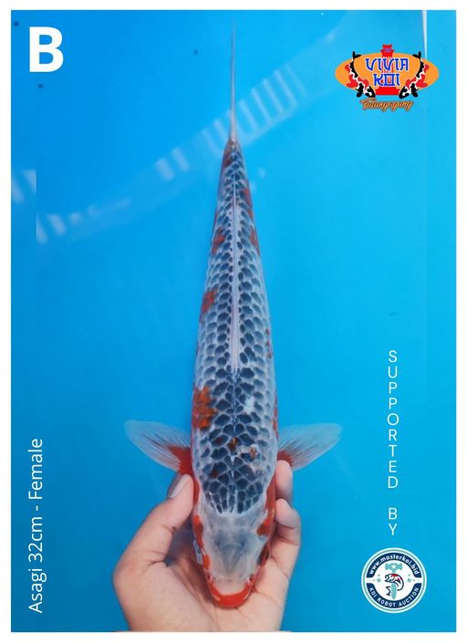 Lelang Koi Online, Jual Beli Ikan Koi, Pusat Jual Beli Koi, Info Lelang Koi Hari Ini, Platform Jual Beli Koi, Jual Beli Ikan Koi Online, Marketplace Ikan Koi, Jual Koi Terbaik, Tempat Beli Koi Berkualitas, Pasar Ikan Koi Online Terpercaya, Penjual Ikan Koi Terpercaya, Beli Koi Hias Online, Ikan Koi untuk Dijual, Koi Kualitas Terbaik, Toko Online Ikan Koi, Koi Hias Untuk Dijual, Jual Beli Ikan Koi Lokal, Koi Indonesia Online, Pusat Jual Beli Koi Terbesar