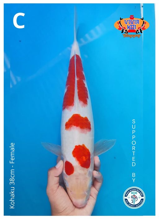 Lelang Koi Online, Jual Beli Ikan Koi, Pusat Jual Beli Koi, Info Lelang Koi Hari Ini, Platform Jual Beli Koi, Jual Beli Ikan Koi Online, Marketplace Ikan Koi, Jual Koi Terbaik, Tempat Beli Koi Berkualitas, Pasar Ikan Koi Online Terpercaya, Penjual Ikan Koi Terpercaya, Beli Koi Hias Online, Ikan Koi untuk Dijual, Koi Kualitas Terbaik, Toko Online Ikan Koi, Koi Hias Untuk Dijual, Jual Beli Ikan Koi Lokal, Koi Indonesia Online, Pusat Jual Beli Koi Terbesar