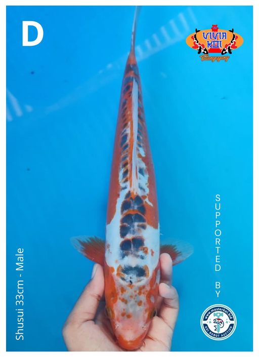 Lelang Koi Online, Jual Beli Ikan Koi, Pusat Jual Beli Koi, Info Lelang Koi Hari Ini, Platform Jual Beli Koi, Jual Beli Ikan Koi Online, Marketplace Ikan Koi, Jual Koi Terbaik, Tempat Beli Koi Berkualitas, Pasar Ikan Koi Online Terpercaya, Penjual Ikan Koi Terpercaya, Beli Koi Hias Online, Ikan Koi untuk Dijual, Koi Kualitas Terbaik, Toko Online Ikan Koi, Koi Hias Untuk Dijual, Jual Beli Ikan Koi Lokal, Koi Indonesia Online, Pusat Jual Beli Koi Terbesar