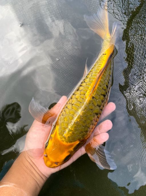 Lelang Koi Online, Jual Beli Ikan Koi, Pusat Jual Beli Koi, Info Lelang Koi Hari Ini, Platform Jual Beli Koi, Jual Beli Ikan Koi Online, Marketplace Ikan Koi, Jual Koi Terbaik, Tempat Beli Koi Berkualitas, Pasar Ikan Koi Online Terpercaya, Penjual Ikan Koi Terpercaya, Beli Koi Hias Online, Ikan Koi untuk Dijual, Koi Kualitas Terbaik, Toko Online Ikan Koi, Koi Hias Untuk Dijual, Jual Beli Ikan Koi Lokal, Koi Indonesia Online, Pusat Jual Beli Koi Terbesar