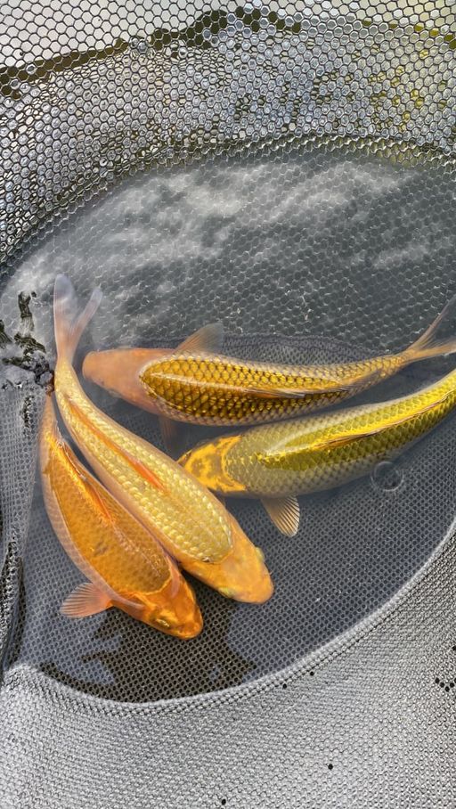 Lelang Koi Online, Jual Beli Ikan Koi, Pusat Jual Beli Koi, Info Lelang Koi Hari Ini, Platform Jual Beli Koi, Jual Beli Ikan Koi Online, Marketplace Ikan Koi, Jual Koi Terbaik, Tempat Beli Koi Berkualitas, Pasar Ikan Koi Online Terpercaya, Penjual Ikan Koi Terpercaya, Beli Koi Hias Online, Ikan Koi untuk Dijual, Koi Kualitas Terbaik, Toko Online Ikan Koi, Koi Hias Untuk Dijual, Jual Beli Ikan Koi Lokal, Koi Indonesia Online, Pusat Jual Beli Koi Terbesar