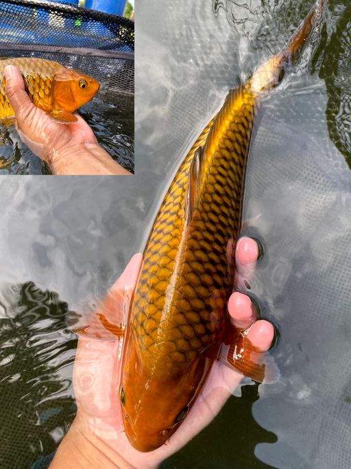 Lelang Koi Online, Jual Beli Ikan Koi, Pusat Jual Beli Koi, Info Lelang Koi Hari Ini, Platform Jual Beli Koi, Jual Beli Ikan Koi Online, Marketplace Ikan Koi, Jual Koi Terbaik, Tempat Beli Koi Berkualitas, Pasar Ikan Koi Online Terpercaya, Penjual Ikan Koi Terpercaya, Beli Koi Hias Online, Ikan Koi untuk Dijual, Koi Kualitas Terbaik, Toko Online Ikan Koi, Koi Hias Untuk Dijual, Jual Beli Ikan Koi Lokal, Koi Indonesia Online, Pusat Jual Beli Koi Terbesar