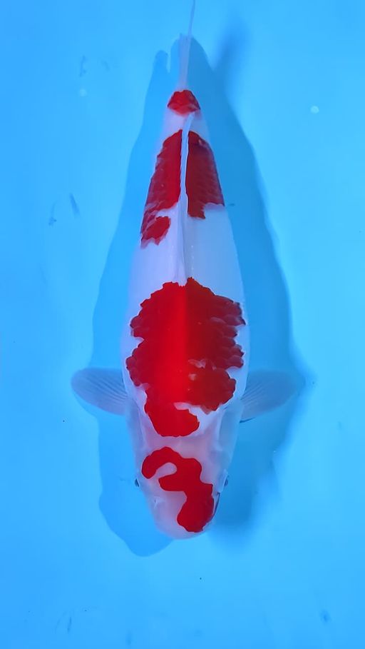 Lelang Koi Online, Jual Beli Ikan Koi, Pusat Jual Beli Koi, Info Lelang Koi Hari Ini, Platform Jual Beli Koi, Jual Beli Ikan Koi Online, Marketplace Ikan Koi, Jual Koi Terbaik, Tempat Beli Koi Berkualitas, Pasar Ikan Koi Online Terpercaya, Penjual Ikan Koi Terpercaya, Beli Koi Hias Online, Ikan Koi untuk Dijual, Koi Kualitas Terbaik, Toko Online Ikan Koi, Koi Hias Untuk Dijual, Jual Beli Ikan Koi Lokal, Koi Indonesia Online, Pusat Jual Beli Koi Terbesar