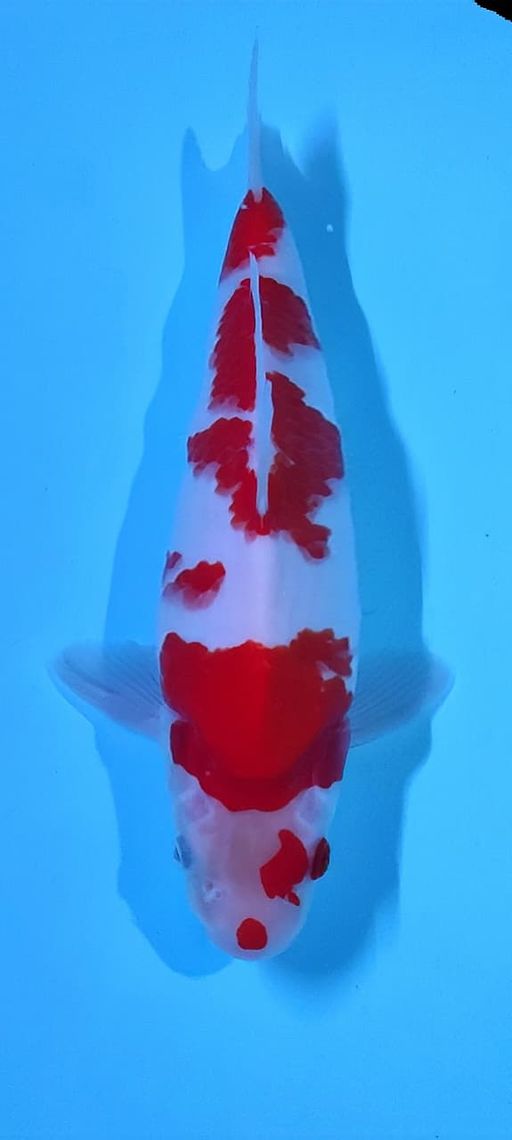 Lelang Koi Online, Jual Beli Ikan Koi, Pusat Jual Beli Koi, Info Lelang Koi Hari Ini, Platform Jual Beli Koi, Jual Beli Ikan Koi Online, Marketplace Ikan Koi, Jual Koi Terbaik, Tempat Beli Koi Berkualitas, Pasar Ikan Koi Online Terpercaya, Penjual Ikan Koi Terpercaya, Beli Koi Hias Online, Ikan Koi untuk Dijual, Koi Kualitas Terbaik, Toko Online Ikan Koi, Koi Hias Untuk Dijual, Jual Beli Ikan Koi Lokal, Koi Indonesia Online, Pusat Jual Beli Koi Terbesar