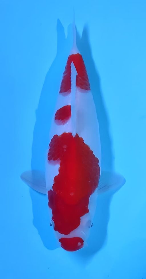 Lelang Koi Online, Jual Beli Ikan Koi, Pusat Jual Beli Koi, Info Lelang Koi Hari Ini, Platform Jual Beli Koi, Jual Beli Ikan Koi Online, Marketplace Ikan Koi, Jual Koi Terbaik, Tempat Beli Koi Berkualitas, Pasar Ikan Koi Online Terpercaya, Penjual Ikan Koi Terpercaya, Beli Koi Hias Online, Ikan Koi untuk Dijual, Koi Kualitas Terbaik, Toko Online Ikan Koi, Koi Hias Untuk Dijual, Jual Beli Ikan Koi Lokal, Koi Indonesia Online, Pusat Jual Beli Koi Terbesar