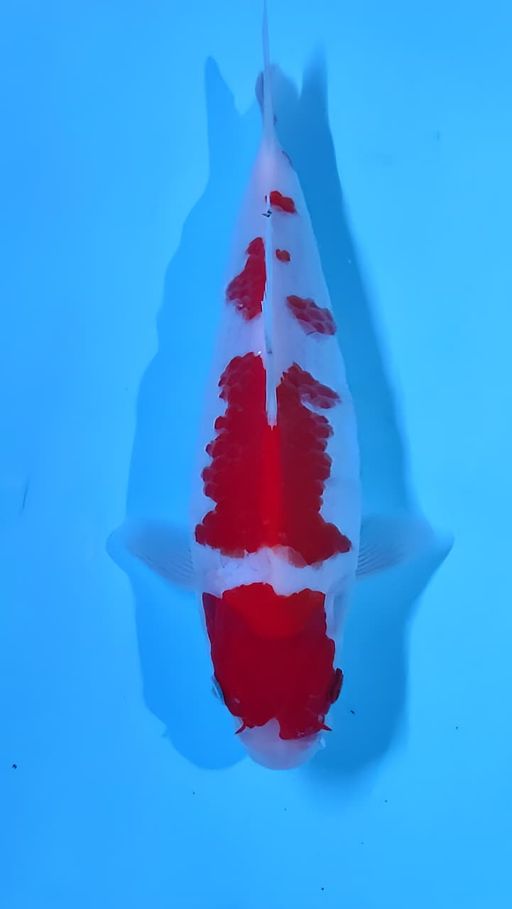 Lelang Koi Online, Jual Beli Ikan Koi, Pusat Jual Beli Koi, Info Lelang Koi Hari Ini, Platform Jual Beli Koi, Jual Beli Ikan Koi Online, Marketplace Ikan Koi, Jual Koi Terbaik, Tempat Beli Koi Berkualitas, Pasar Ikan Koi Online Terpercaya, Penjual Ikan Koi Terpercaya, Beli Koi Hias Online, Ikan Koi untuk Dijual, Koi Kualitas Terbaik, Toko Online Ikan Koi, Koi Hias Untuk Dijual, Jual Beli Ikan Koi Lokal, Koi Indonesia Online, Pusat Jual Beli Koi Terbesar