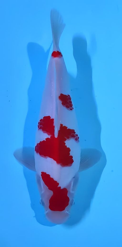 Lelang Koi Online, Jual Beli Ikan Koi, Pusat Jual Beli Koi, Info Lelang Koi Hari Ini, Platform Jual Beli Koi, Jual Beli Ikan Koi Online, Marketplace Ikan Koi, Jual Koi Terbaik, Tempat Beli Koi Berkualitas, Pasar Ikan Koi Online Terpercaya, Penjual Ikan Koi Terpercaya, Beli Koi Hias Online, Ikan Koi untuk Dijual, Koi Kualitas Terbaik, Toko Online Ikan Koi, Koi Hias Untuk Dijual, Jual Beli Ikan Koi Lokal, Koi Indonesia Online, Pusat Jual Beli Koi Terbesar