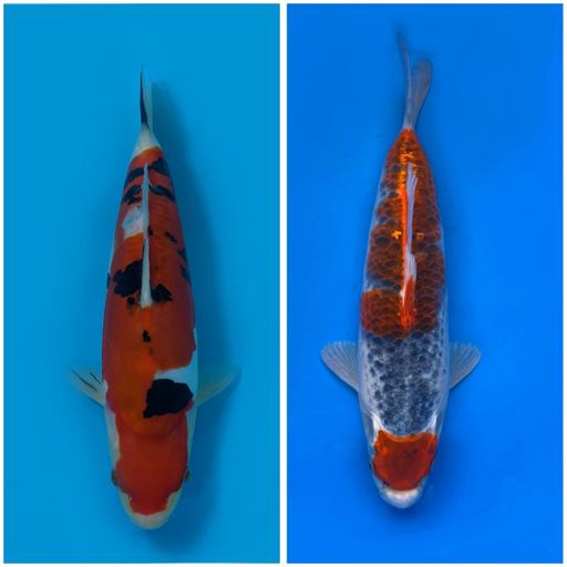 Lelang Koi Online, Jual Beli Ikan Koi, Pusat Jual Beli Koi, Info Lelang Koi Hari Ini, Platform Jual Beli Koi, Jual Beli Ikan Koi Online, Marketplace Ikan Koi, Jual Koi Terbaik, Tempat Beli Koi Berkualitas, Pasar Ikan Koi Online Terpercaya, Penjual Ikan Koi Terpercaya, Beli Koi Hias Online, Ikan Koi untuk Dijual, Koi Kualitas Terbaik, Toko Online Ikan Koi, Koi Hias Untuk Dijual, Jual Beli Ikan Koi Lokal, Koi Indonesia Online, Pusat Jual Beli Koi Terbesar