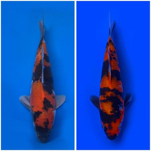 Lelang Koi Online, Jual Beli Ikan Koi, Pusat Jual Beli Koi, Info Lelang Koi Hari Ini, Platform Jual Beli Koi, Jual Beli Ikan Koi Online, Marketplace Ikan Koi, Jual Koi Terbaik, Tempat Beli Koi Berkualitas, Pasar Ikan Koi Online Terpercaya, Penjual Ikan Koi Terpercaya, Beli Koi Hias Online, Ikan Koi untuk Dijual, Koi Kualitas Terbaik, Toko Online Ikan Koi, Koi Hias Untuk Dijual, Jual Beli Ikan Koi Lokal, Koi Indonesia Online, Pusat Jual Beli Koi Terbesar