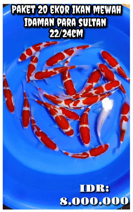 Lelang Koi Online, Jual Beli Ikan Koi, Pusat Jual Beli Koi, Info Lelang Koi Hari Ini, Platform Jual Beli Koi, Jual Beli Ikan Koi Online, Marketplace Ikan Koi, Jual Koi Terbaik, Tempat Beli Koi Berkualitas, Pasar Ikan Koi Online Terpercaya, Penjual Ikan Koi Terpercaya, Beli Koi Hias Online, Ikan Koi untuk Dijual, Koi Kualitas Terbaik, Toko Online Ikan Koi, Koi Hias Untuk Dijual, Jual Beli Ikan Koi Lokal, Koi Indonesia Online, Pusat Jual Beli Koi Terbesar